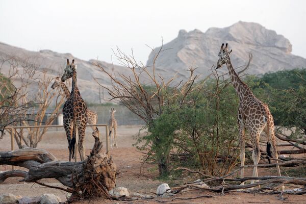 Aptuveni pusi El Ainas zooparka teritorijas AAE veido tuksnesis, tomēr 200 hektārus apdzīvo žirafes, lauvas un citi dzīvnieki. - Sputnik Latvija
