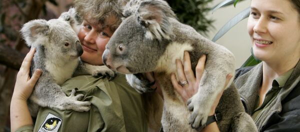 Edinburgas zooparks ir vienīgā organizācija Apvienotajā Karalistē un viena no nedaudzajām Eiropā, kas var palepoties ar koalām savā kolekcijā. Diviem tēviņiem un mātītei pat iestādīts liels eikaliptu dārzs. Edinburgas zooparks ir vienīgā organizācija Apvienotajā Karalistē un viena no nedaudzajām Eiropā, kas var palepoties ar koalām savā kolekcijā. Diviem tēviņiem un mātītei pat iestādīts liels eikaliptu dārzs. - Sputnik Latvija