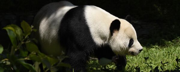 Панда в зоопарке Вашингтона - Sputnik Латвия