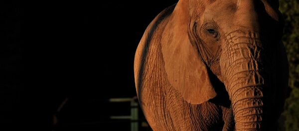 Слон Национальном зоопарке Претории - Sputnik Латвия
