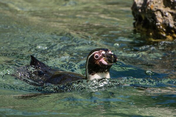 Cīrihes zooparkā ik dienas pēcpusdienā, ja vien laika apstākļi ir piemēroti, promenādē dodas imperatora pingvīni. Viņi brīvi pastaigājas pa parka celiņiem, nepievēršot uzmanību apmeklētājiem. - Sputnik Latvija