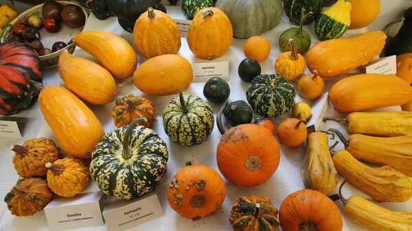Тыквы в Музее природы Тыквы в Музее природы - Sputnik Латвия
