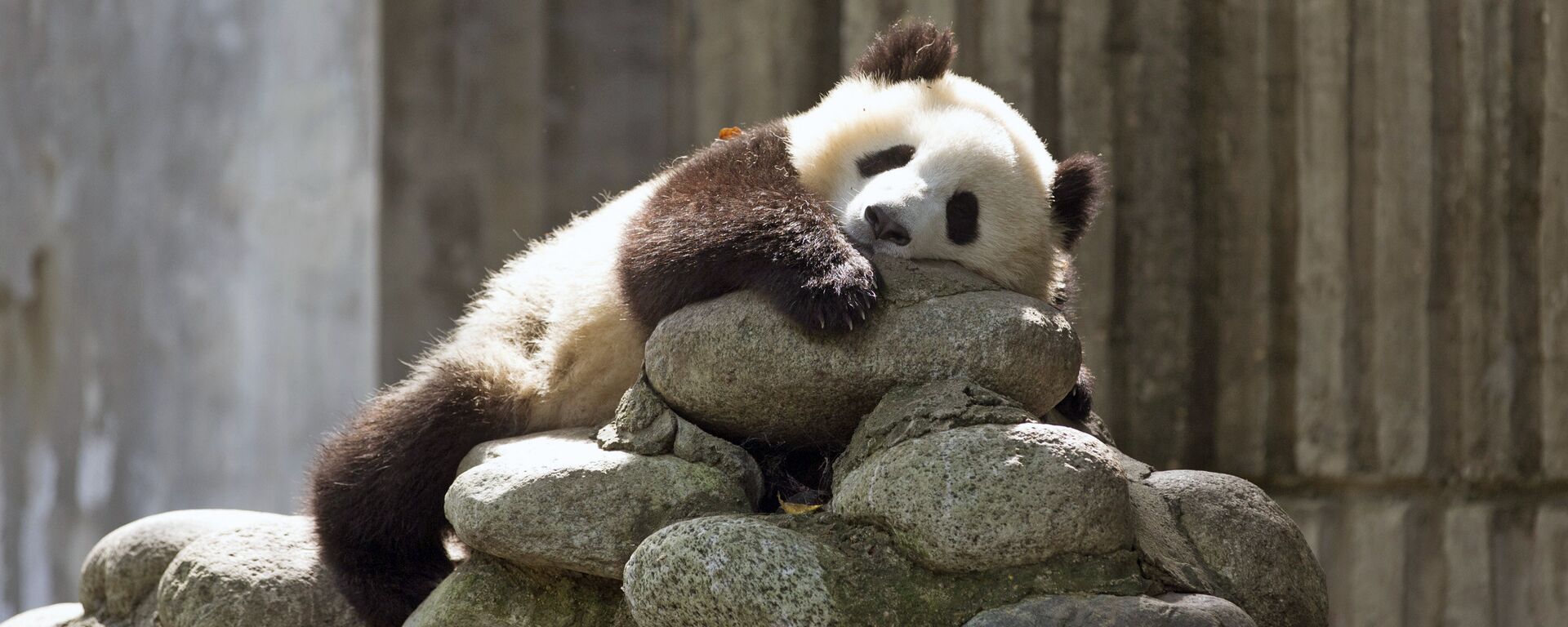 Большая панда - Sputnik Латвия, 1920, 23.12.2025