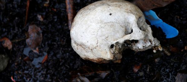 Cilvēka galvaskauss Cilvēka galvaskauss - Sputnik Latvija