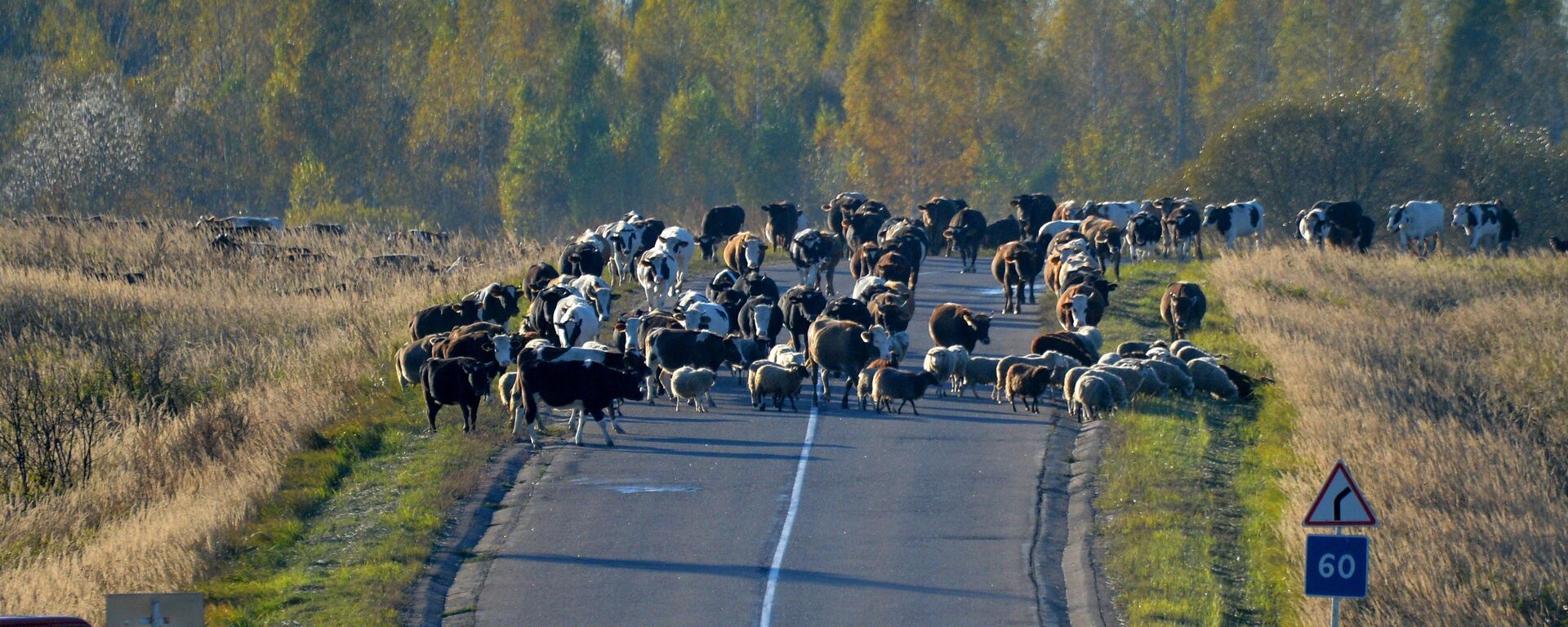 По нераспаханным полям пастухи гонят коров и овечек на зимовку - животные до весны на природу уже не выйдут - Sputnik Latvija, 1920, 02.07.2020