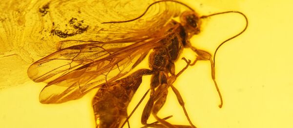 Инклюзы в Калининградском музее янтаря Инклюзы в Калининградском музее янтаря - Sputnik Латвия