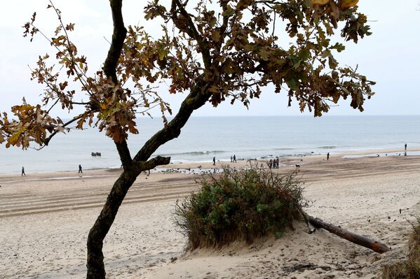 Остатки реликтовых деревьев на берегу Балтийского моря - Sputnik Латвия