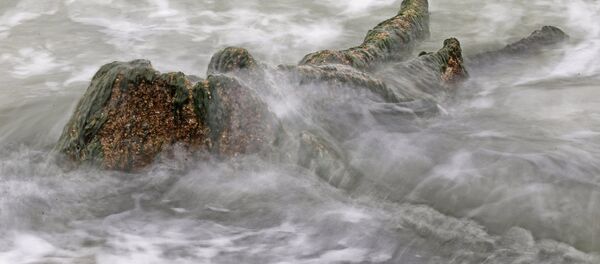 Остатки реликтовых деревьев на берегу Балтийского моря - Sputnik Латвия