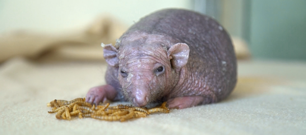 Спасение лысого ежа: как Нельсону делают массаж для роста иголок - Sputnik Латвия