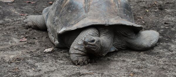 Черепаха с отрова Ла Диг - Sputnik Латвия