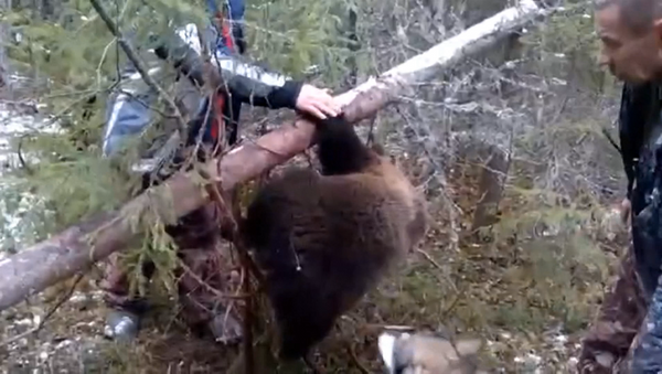 Охотники вызволили медвежонка из браконьерской ловушки под Архангельском - Sputnik Латвия
