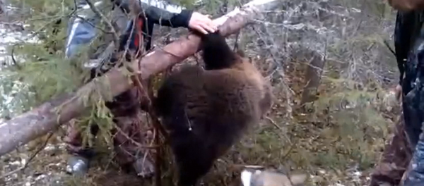 Mednieki izglābuši lācēnu no malumednieku lamatām Mednieki izglābuši lācēnu no malumednieku lamatām - Sputnik Latvija