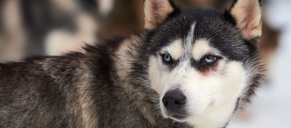 Отборочный этап чемпионата России по заезду на собаках в Лемболово Отборочный этап чемпионата России по заезду на собаках в Лемболово - Sputnik Latvija
