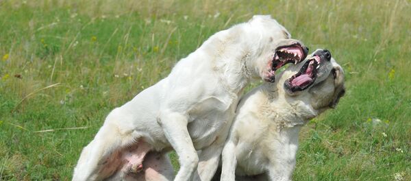 Собаки бойцовой породы - Sputnik Латвия