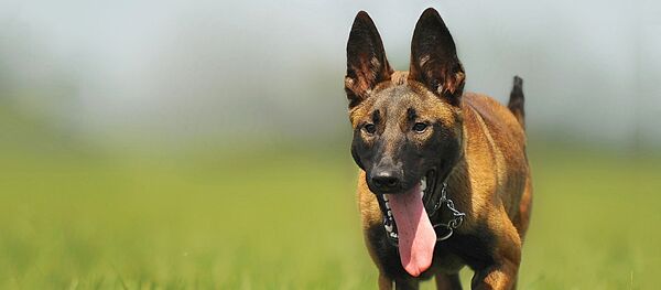 Suns bez uzpurņa. Foto no arhīva - Sputnik Latvija