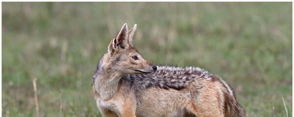 Шакал Шакал - Sputnik Латвия