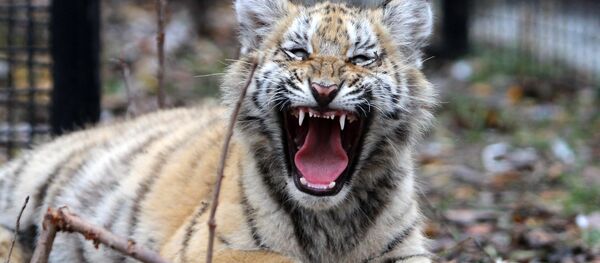 Тигренок Тигренок - Sputnik Латвия