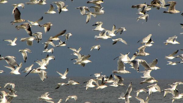 Чайки на побережье - Sputnik Латвия