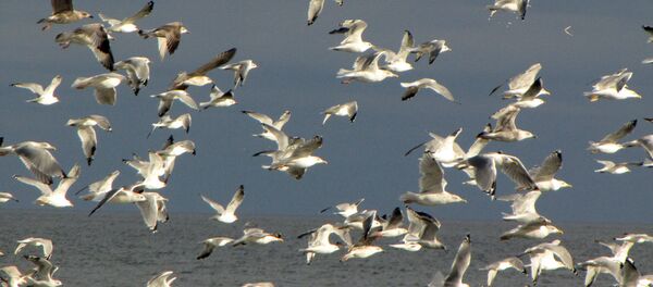 Чайки на побережье - Sputnik Латвия