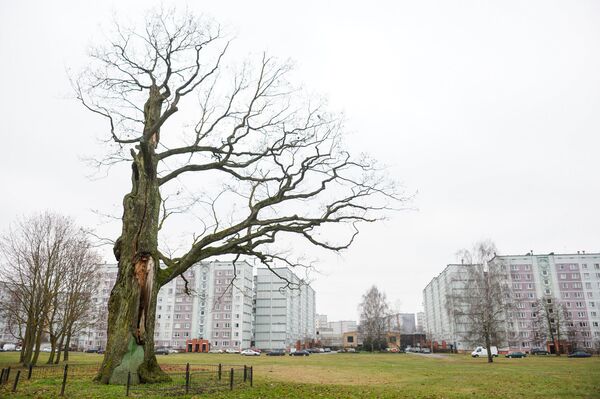 Самый большой из 9 дубов Эбельмуйжского парка в Зиепниекалнсе - Sputnik Латвия
