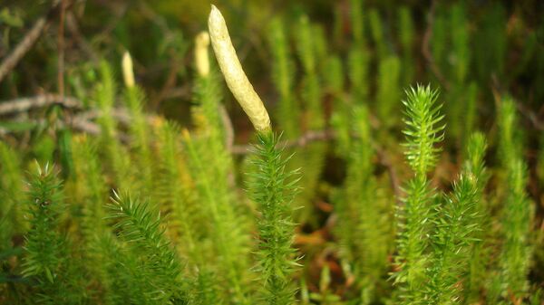 Плаун булавовидный Плаун булавовидный - Sputnik Латвия