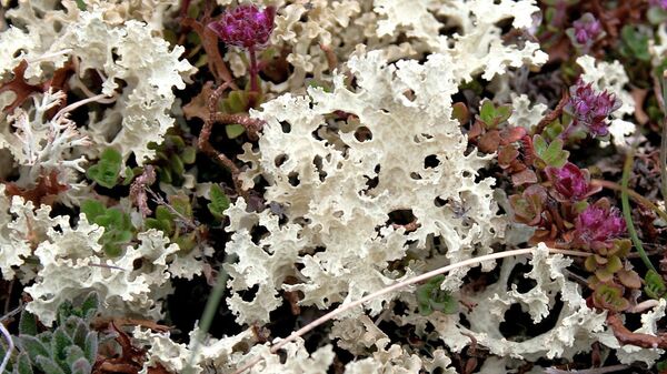 Исландский мох Исландский мох - Sputnik Латвия