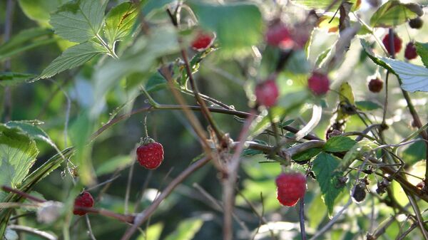 Лесная малина Лесная малина - Sputnik Латвия
