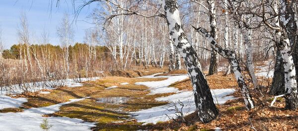 Березы - Sputnik Латвия