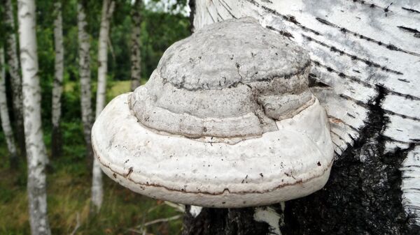 Чага (березовый гриб) Чага (березовый гриб) - Sputnik Латвия