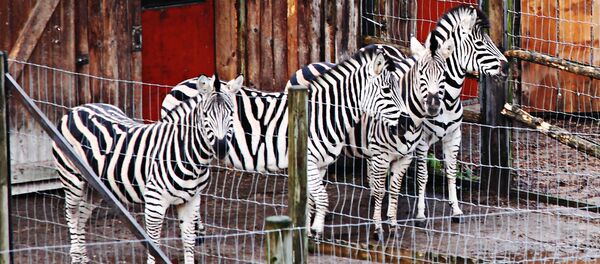 Зебры в рижском зоопарке Зебры в рижском зоопарке - Sputnik Latvija