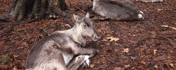 Ziemeļbriedis Rīgas zooloģiskajā dārzā Ziemeļbriedis Rīgas zooloģiskajā dārzā - Sputnik Latvija