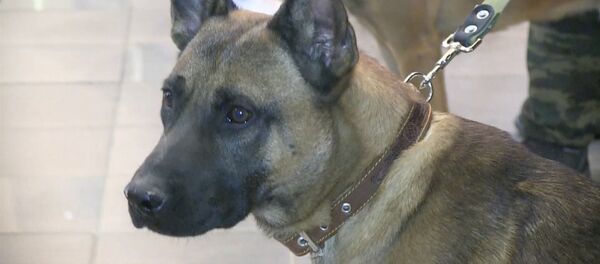 Трех уникальных служебных собак-клонов впервые привезли в Россию - Sputnik Латвия