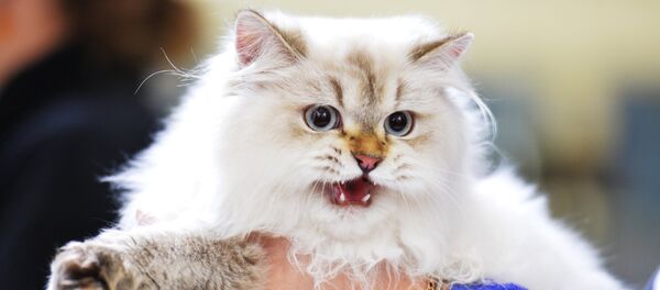 Выставка кошек Гран-при Royal Canin в Москве - Sputnik Латвия