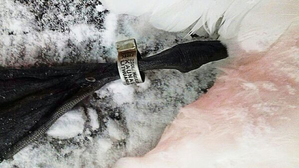 Лебеди упали на АЗС - Sputnik Латвия