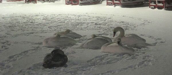 Лебеди упали на АЗС - Sputnik Латвия