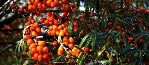 Облепиха - Sputnik Латвия