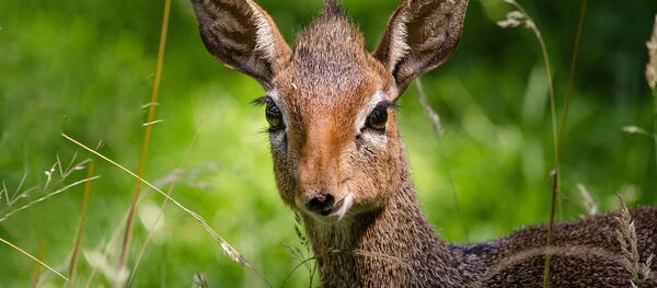 Антилопа дикдик - Sputnik Латвия