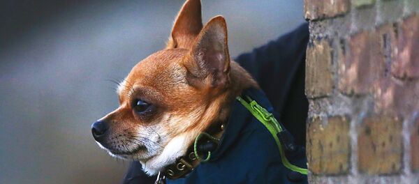 Собака чихуахуа Собака чихуахуа - Sputnik Латвия