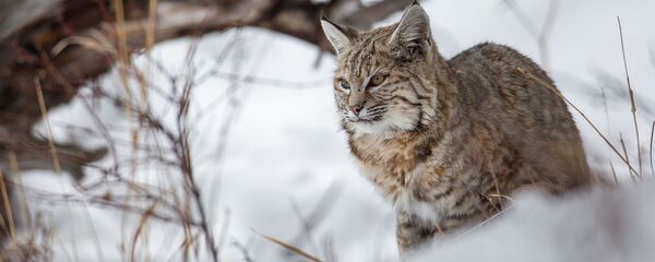 Рысь на снегу Рысь на снегу - Sputnik Латвия