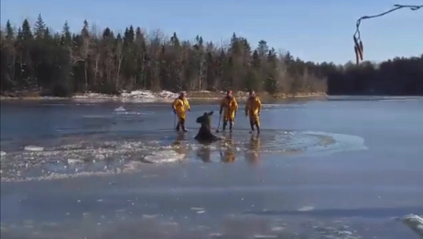 Канадские пожарные топорами прорубали путь провалившемуся под лед лосю - Sputnik Латвия
