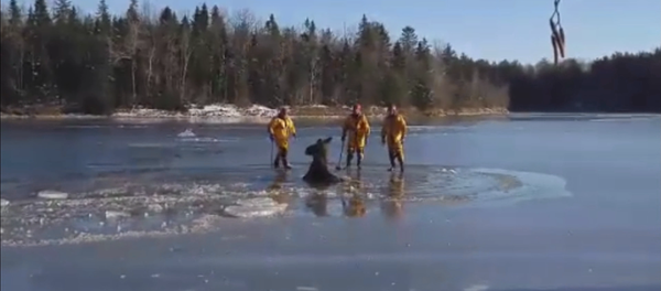 Канадские пожарные топорами прорубали путь провалившемуся под лед лосю - Sputnik Латвия