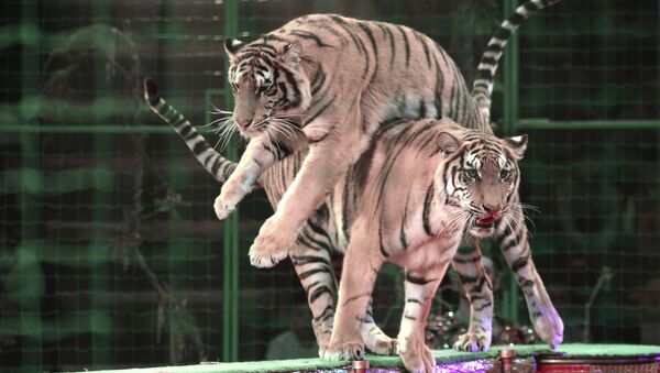 Тигры во время представления в цирке - Sputnik Латвия