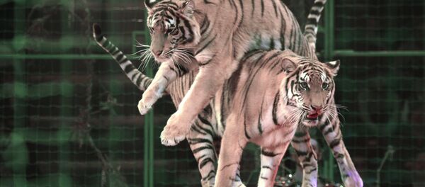 Тигры во время представления в цирке - Sputnik Латвия