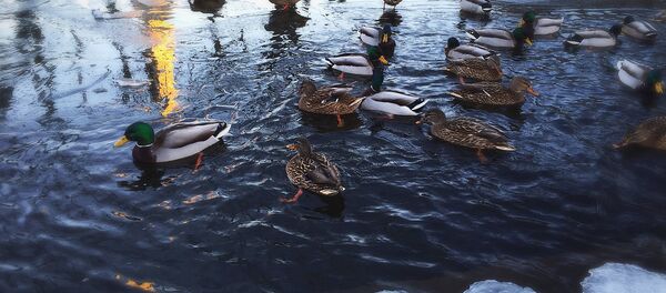 Утки на водоеме в Риге - Sputnik Латвия