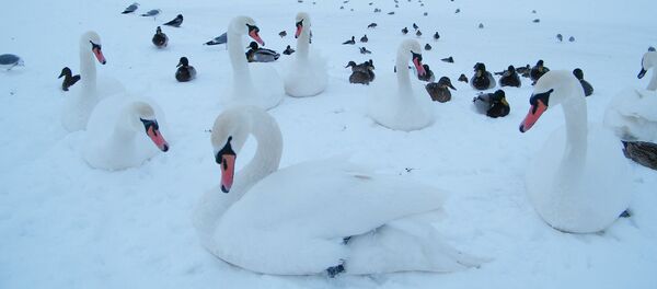 Утки и лебеди на набережной Даугавы - Sputnik Латвия