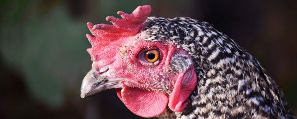 Курица Курица - Sputnik Latvija