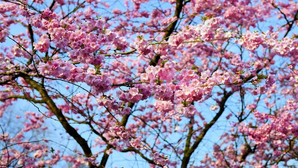 Japānas ķiršu koks sakura - Sputnik Latvija