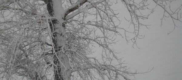 Nākamnedēļ iespējami līdz šim stiprākie sniegputeņi un lielākais sals šoziem Nākamnedēļ iespējami līdz šim stiprākie sniegputeņi un lielākais sals šoziem - Sputnik Latvija