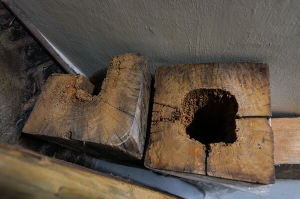 Деревянные конструкции выеденные насекомыми Деревянные конструкции выеденные насекомыми - Sputnik Латвия