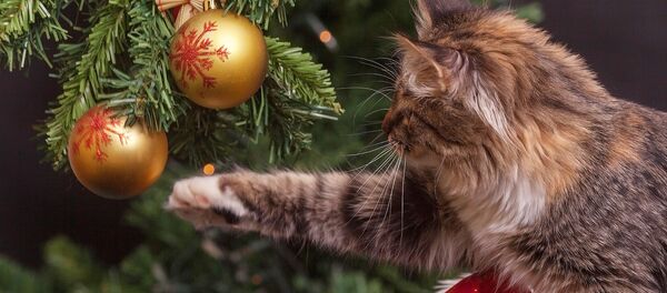 Кот и елка - Sputnik Латвия